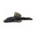 Bushymouth catfish (Ancistrus) for sale at The Shrimp Farm on white background