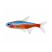 Cardinal tetra fish isolated on white background