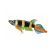 Clown killifish (Epiplatys annulatus) isolated on white background with colorful striped body and blue-orange tail fins.