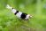 A close-up of a Crystal Black Shrimp in a freshwater aquarium showcasing their striking black and white coloration.