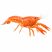 Orange Dwarf Mexican Crayfish (CPO) on White Background – Cambarellus patzcuarensis for Sale