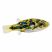 Dwarf pea puffer isolated on white background with blue and yellow patterning