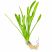 Dwarf Sag (Sagittaria Subulata) aquarium plant with healthy green leaves and roots on a white background
