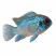 Electric Blue Acara cichlid isolated on white background with vibrant metallic blue coloration