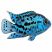 Electric Blue Jack Dempsey cichlid with metallic blue coloration on white background