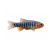 Emerald Dwarf Rasbora isolated on white background for freshwater aquarium