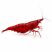 Fire Red Shrimp (Neocaridina davidi) on white background showing deep red coloration and breeding-quality freshwater aquarium shrimp.