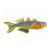 Forktail Blue Eye Rainbowfish isolated on white background for freshwater aquarium