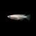 Galaxy Medaka Ricefish isolated on black background freshwater aquarium fish for sale 
