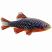 Galaxy rasbora freshwater nano fish isolated on white background for aquarium keeping