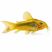 gold stripe corydoras cw010 for sale white background product image