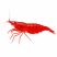 Grade AA Red Cherry Shrimp (Neocaridina davidi) isolated on a white background for sale at The Shrimp Farm.