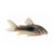 Green Cory Catfish (Corydoras aeneus) isolated on a clean white background showing iridescent green body coloration and detailed fins.
