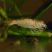Green Lace Shrimp 