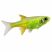 Microdevario kubotai neon green nano fish isolated on white background with iridescent green body and translucent fins