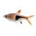 Harlequin Rasbora fish isolated on white background (Trigonostigma heteromorpha)