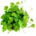 Hydrocotyle Tripartita Japan aquarium plant with bright green clover-shaped leaves on a white background