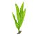 Java Fern (Microsorum pteropus) aquarium plant on white background