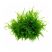Java Moss aquarium plant on white background
