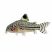 Julii Corydoras catfish on white background aquarium fish Corydoras julii