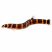 Kuhli loach freshwater fish on white background for sale at The Shrimp Farm