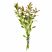 Healthy Ludwigia Arcuata aquarium plant stems with red and green foliage on a white background
