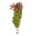 Ludwigia ovalis stem plant for sale at The Shrimp Farm