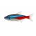Neon tetra fish isolated on white background – vibrant blue and red freshwater aquarium fish