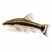 Otocinclus catfish (Oto cat) isolated on white background algae eater fish