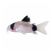 Panda Corydoras catfish on white background freshwater aquarium fish for sale