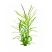 Pogostemon Stellatus Octopus aquarium plant with long narrow green leaves isolated on a white background, popular fast-growing background plant for freshwater planted tanks and shrimp aquariums.