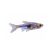 Purple Harlequin Rasbora freshwater aquarium fish on white background.