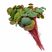 Red Root Floater (Phyllanthus fluitans) floating aquarium plant with red roots 