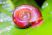 Buy the best Red Ramshorn Snails online at The Shrimp Farm