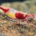 Red Volcano Rili Shrimp for Sale (Neocaridina davidi)