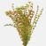 Rotala H’ra red aquarium plant growing in aquascape