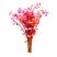 Rotala Rotundifolia Red live aquarium stem plant on white background