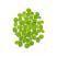 Salvinia Minima Water Spangles floating aquarium plant on white background for shrimp tanks and planted aquariums