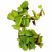 Salvinia Natans floating aquarium plant for freshwater aquariums and shrimp tanks