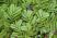 Salvinia Natans easy floating aquarium plant for sale at The Shrimp Farm
