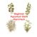 Beginner Aquarium Stem Plant Pack