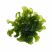 Subwassertang freshwater moss on white background – aquarium plant product image