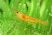 A Tangerine Tiger shrimp swimming in a freshwater aquarium.