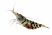 Tiger Shrimp (Caridina cantonensis) freshwater aquarium shrimp isolated on a white background