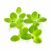 Water Lettuce (Pistia stratiotes) floating aquarium plant
