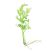 Water Sprite (Ceratopteris thalictroides) live aquarium plant with roots on white background for freshwater planted tanks and shrimp aquariums.