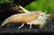 Vampire Shrimp (Atya gabonensis)
