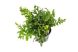Mini bolbitis lab grown aquarium plant for sale at The Shrimp Farm.