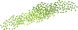 Duckweed floating aquarium plant for sale at the shrimp farm