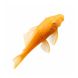 Albino Bristlenose Pleco (Ancistrus) on white background for sale at The Shrimp Farm